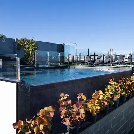 Coccoloba Коральео